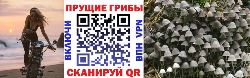 Галлюциногенные грибы Psilocybine cubensis  купить  сайты  МЕГА зеркало  Беломорск 